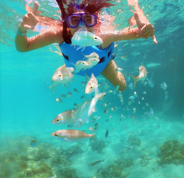 mulher jovem de snorkel mergulhando em um recife de corais