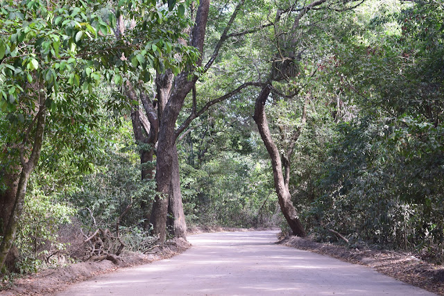 estrada de terra arborizada