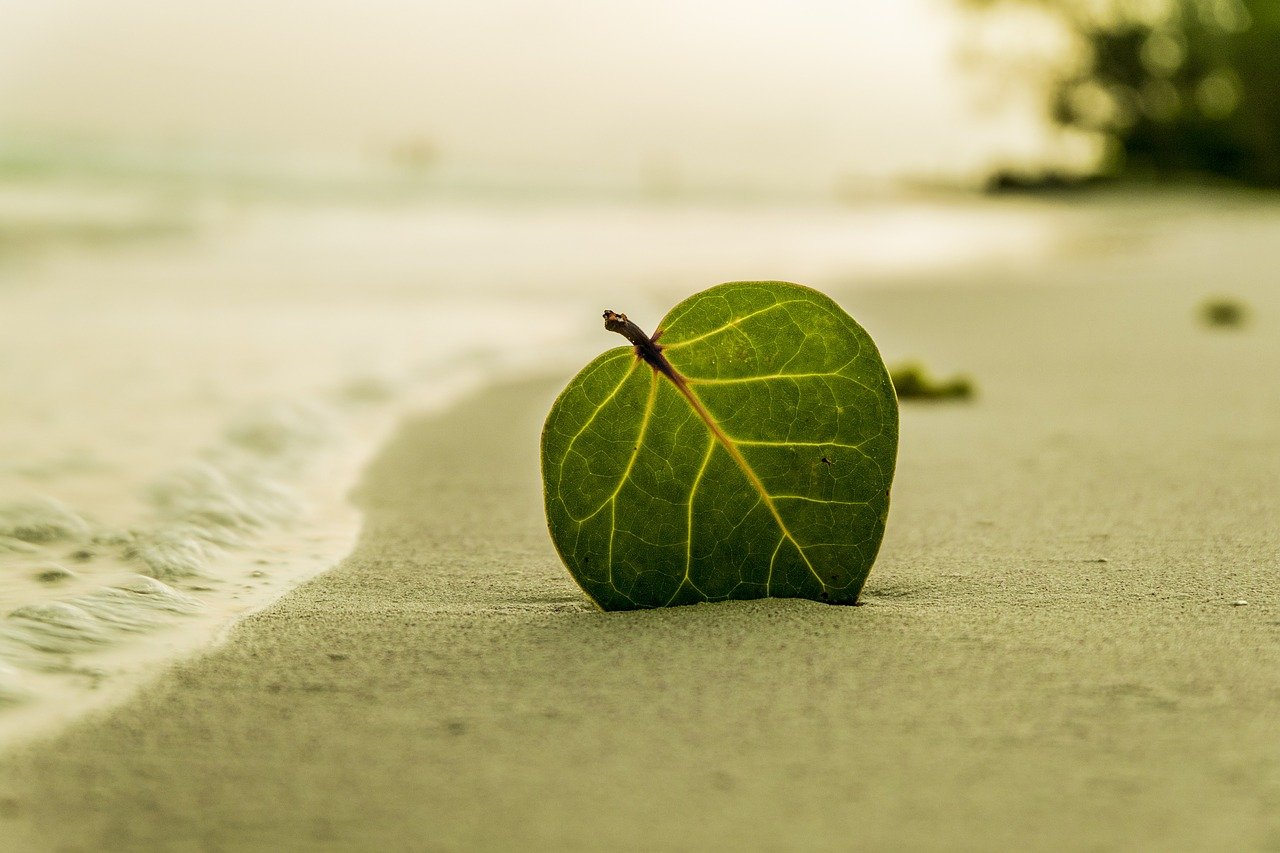 folha esverdeada na areia da praia com a vista do mar no fundo