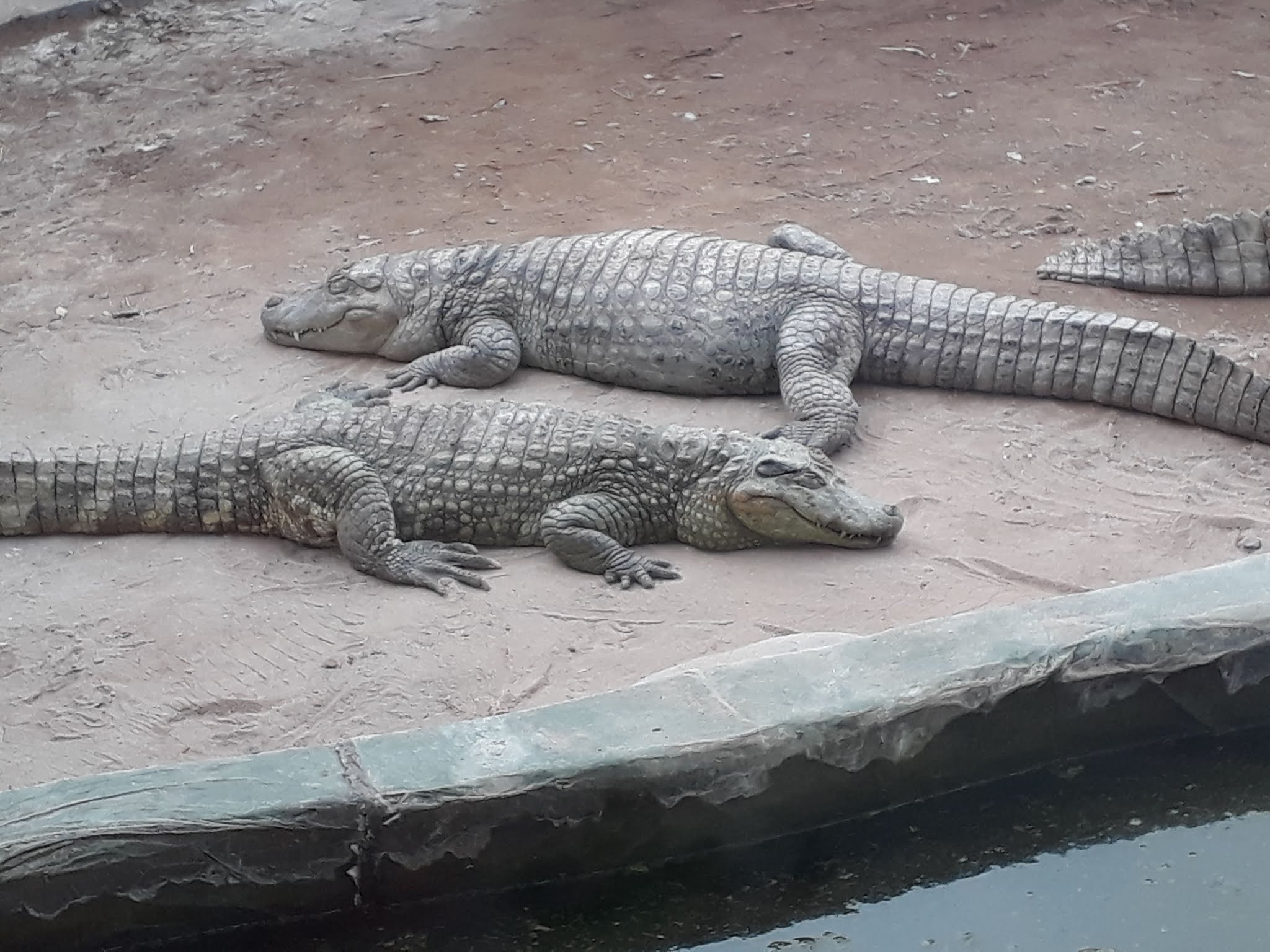 2 crocodilos dormindo