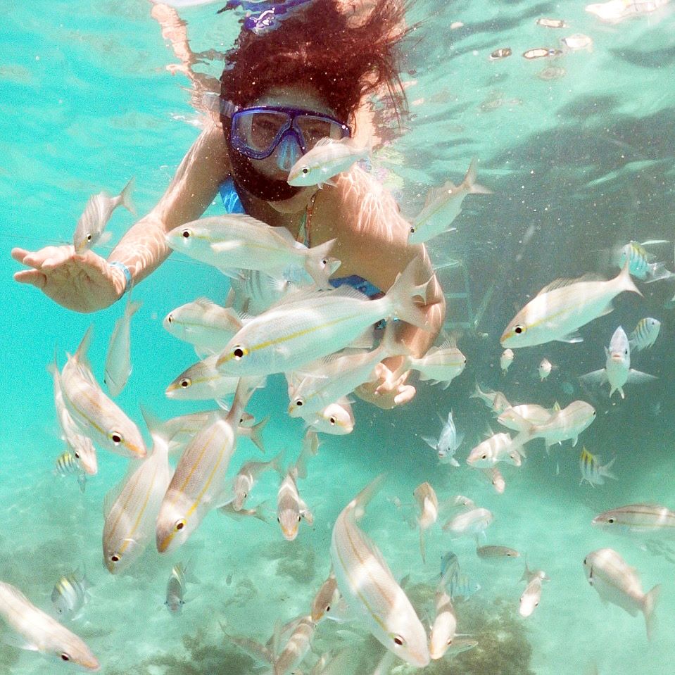 mulher jovem mergulhando com os peixes em aguas do mar esverdeadas