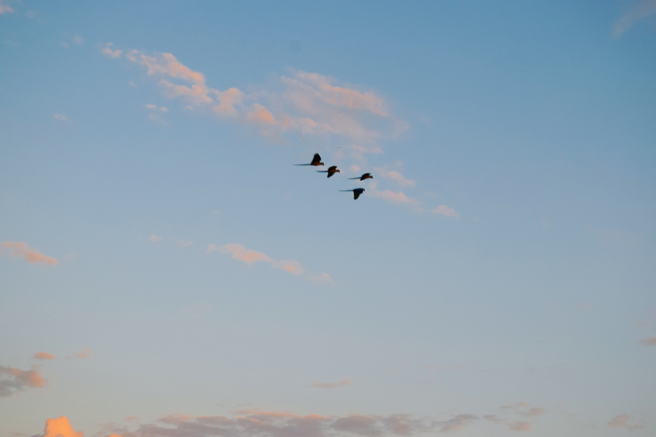 lagoas das araras nobre em bom jardim lagoas das araras nobre em bom jardim